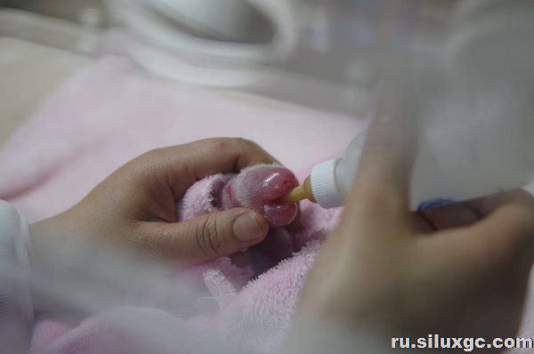 В Китае родился второй в 2016 году детеныш панды