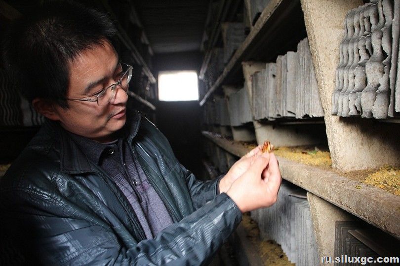 Тараканы: хороший китайский бизнес-кейс