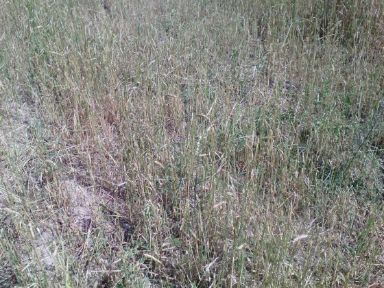Сильный град повредил урожай на полях Иссык-Кульской области