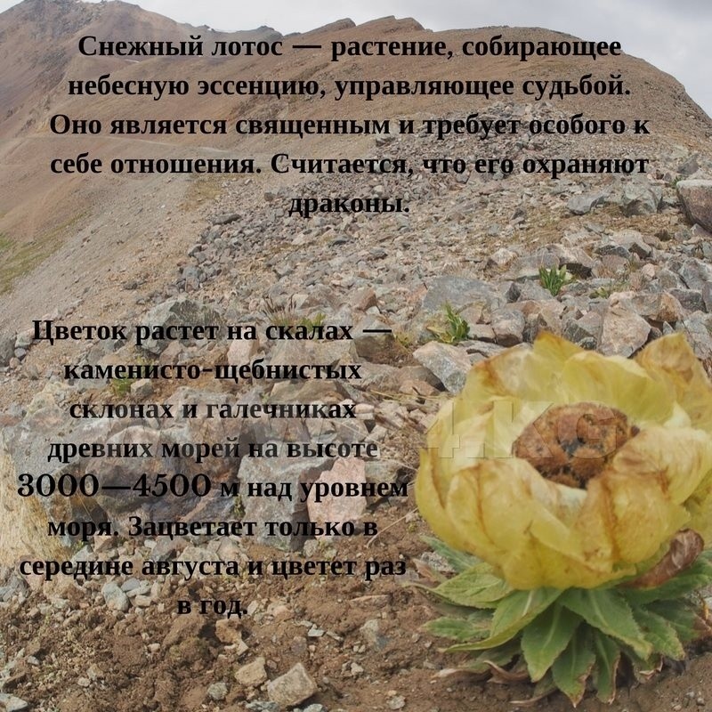 В Кыргызстане обнаружили редкий цветок - снежный лотос. Цветет раз в год