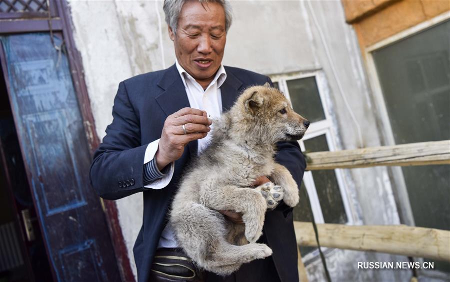 С волками жить, да не по-волчьи выть: как 71-летний китаец стал 