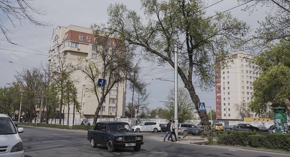 Будьте осторожны! Деревья могут падать и сегодня — мэрия Бишкека