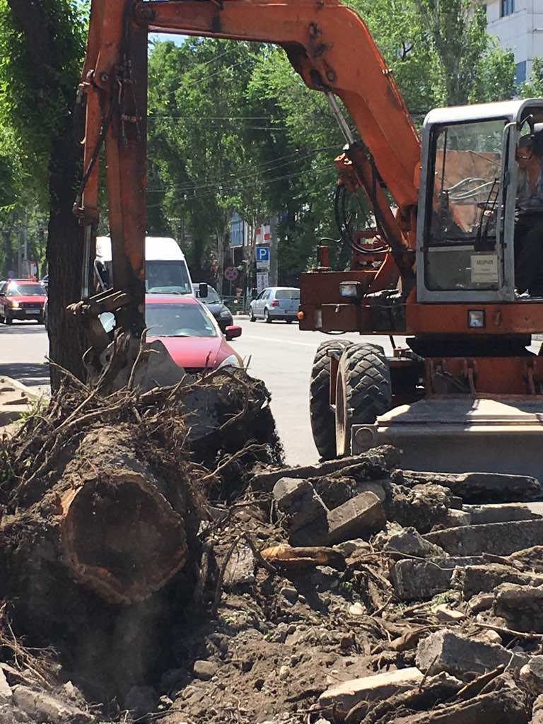 «Зеленстрой» приступил к вырубке деревьев по ул. Токтоналиева