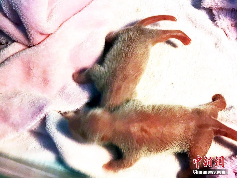 Панда в Чэнду родила первую в этом году «королевскую» двойню