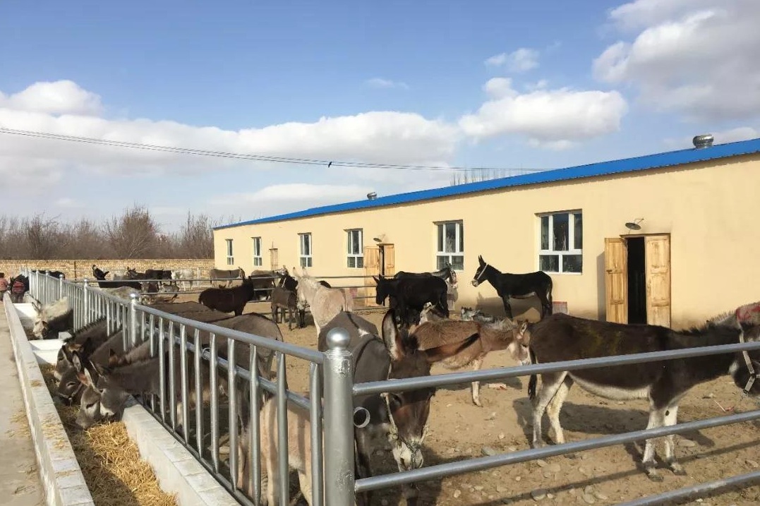 Ослы… против бедности