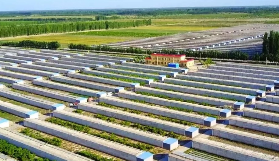 Прекрасное «свидание» СПСК и пришедшей весны (статья для WeChat)