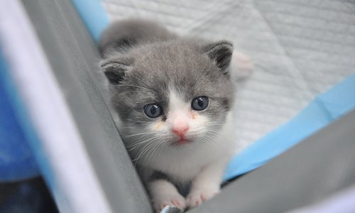 В Китае клонировали кота