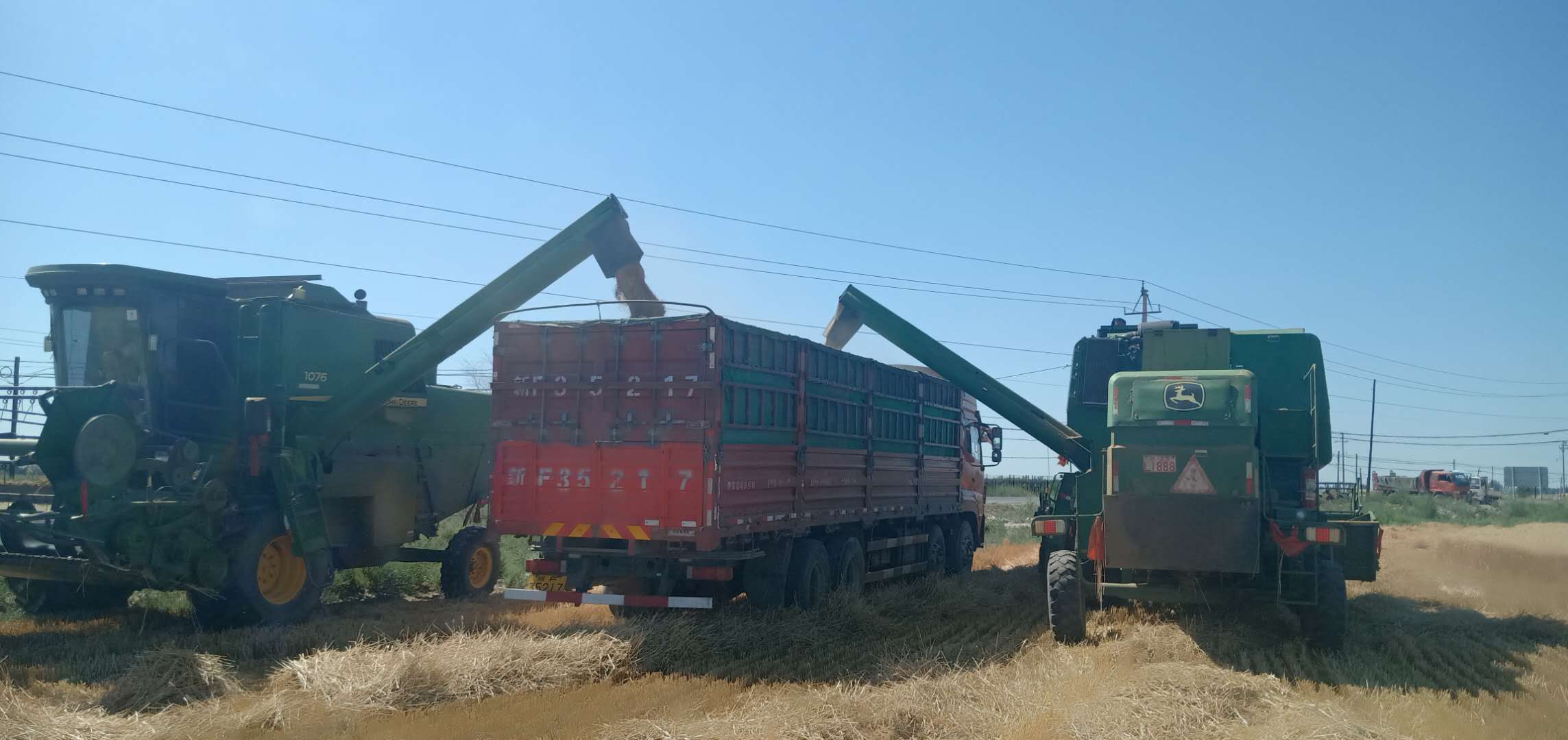 105-й полк приступил к жатве озимой пшеницы, посевная площадь которой составляет 3000 му