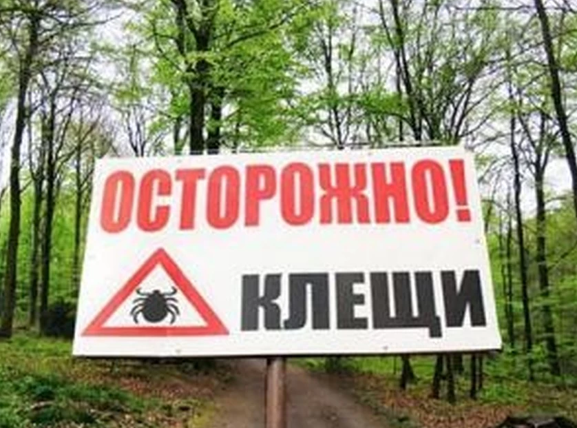 Более 150 бишкекчан обратились к врачам после укуса клещей
