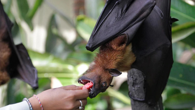 11 симптомов вируса Nipah, который может привести к следующей пандемии