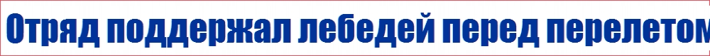 Отряд поддержал лебедей перед перелетом